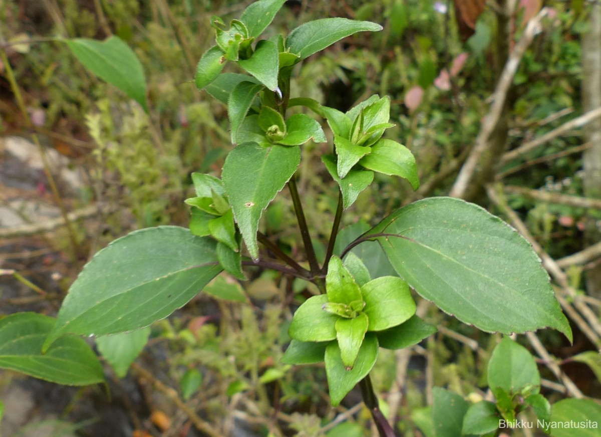 Strobilanthes rhamnifolia var. rhamnifolia (Nees) T. Anderson